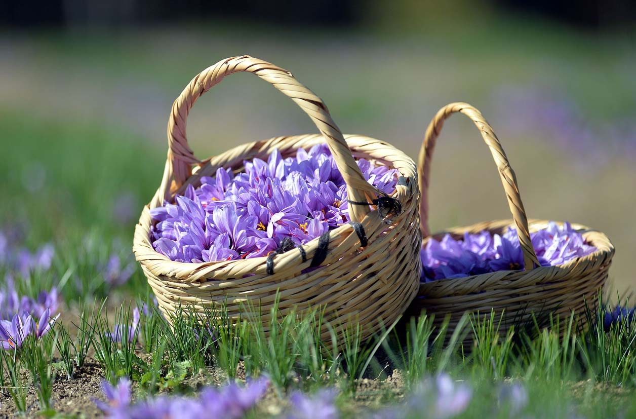 basket full of crocus sativus flowers in a saffron field