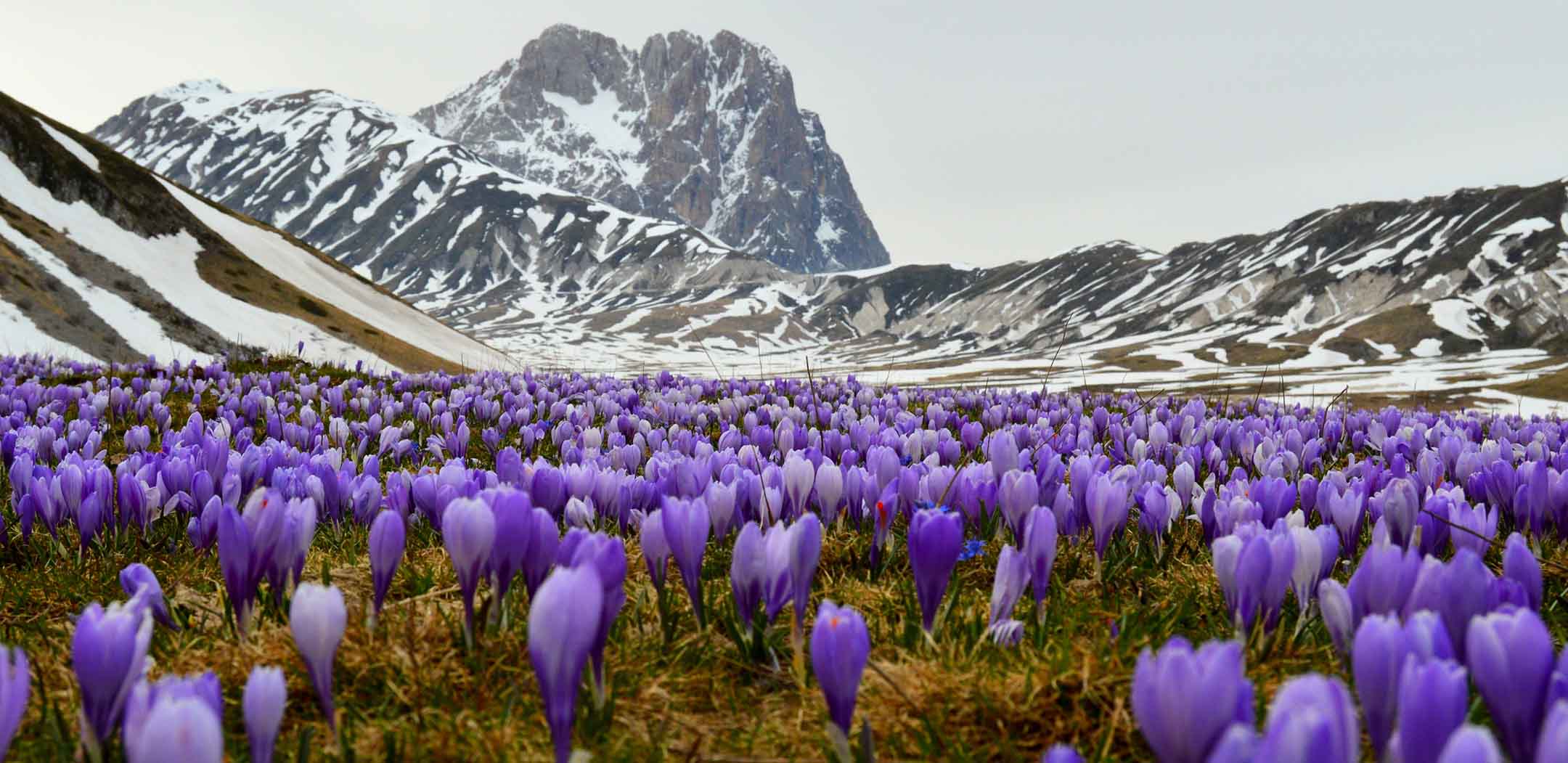 saffron field crocus sativus flower
