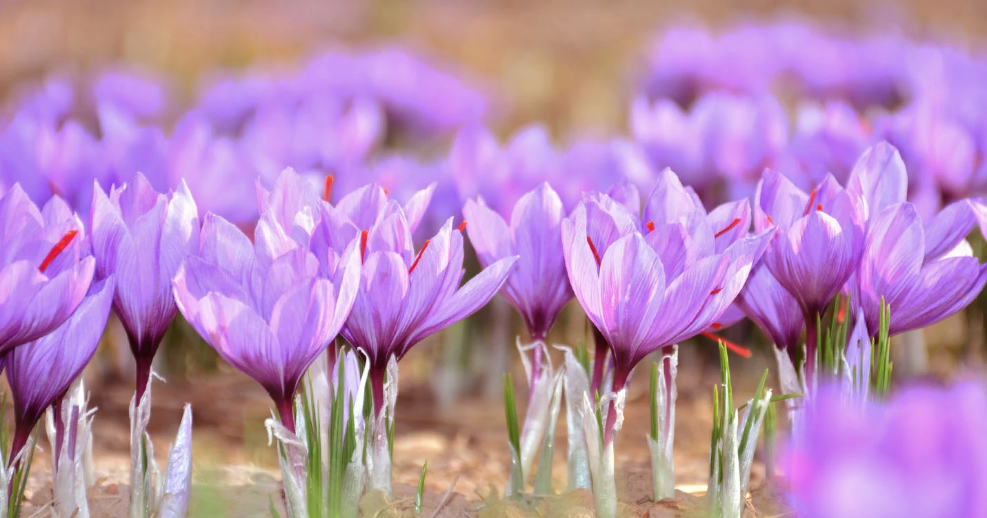 crocus sativus flower with saffron stigmas in an open field
