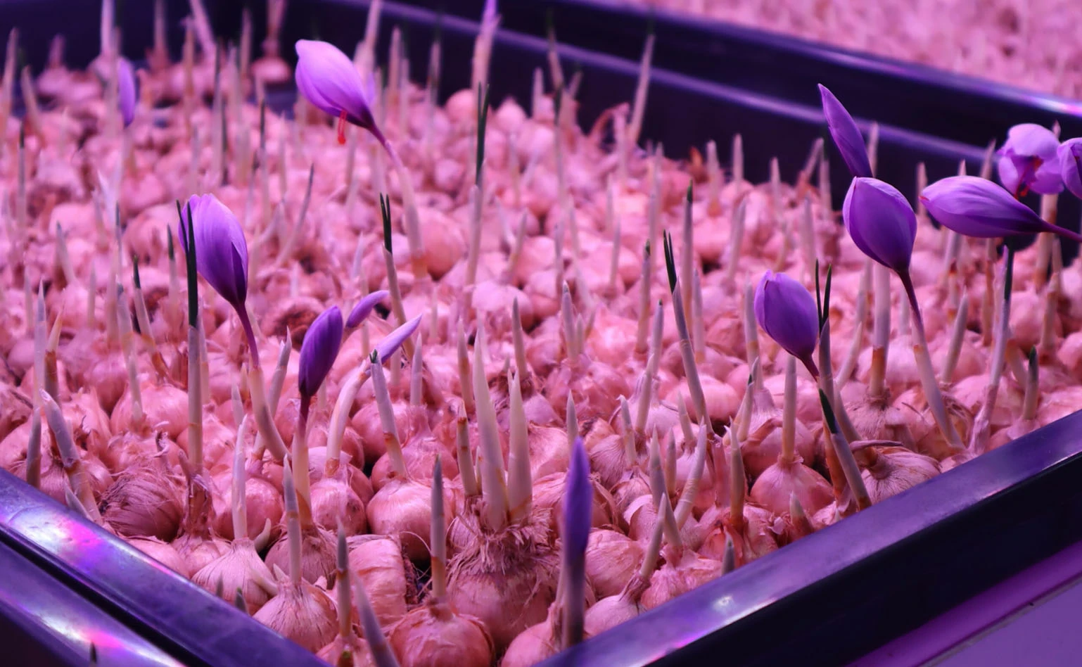 monitoring saffron bulbs indoor farming solutions