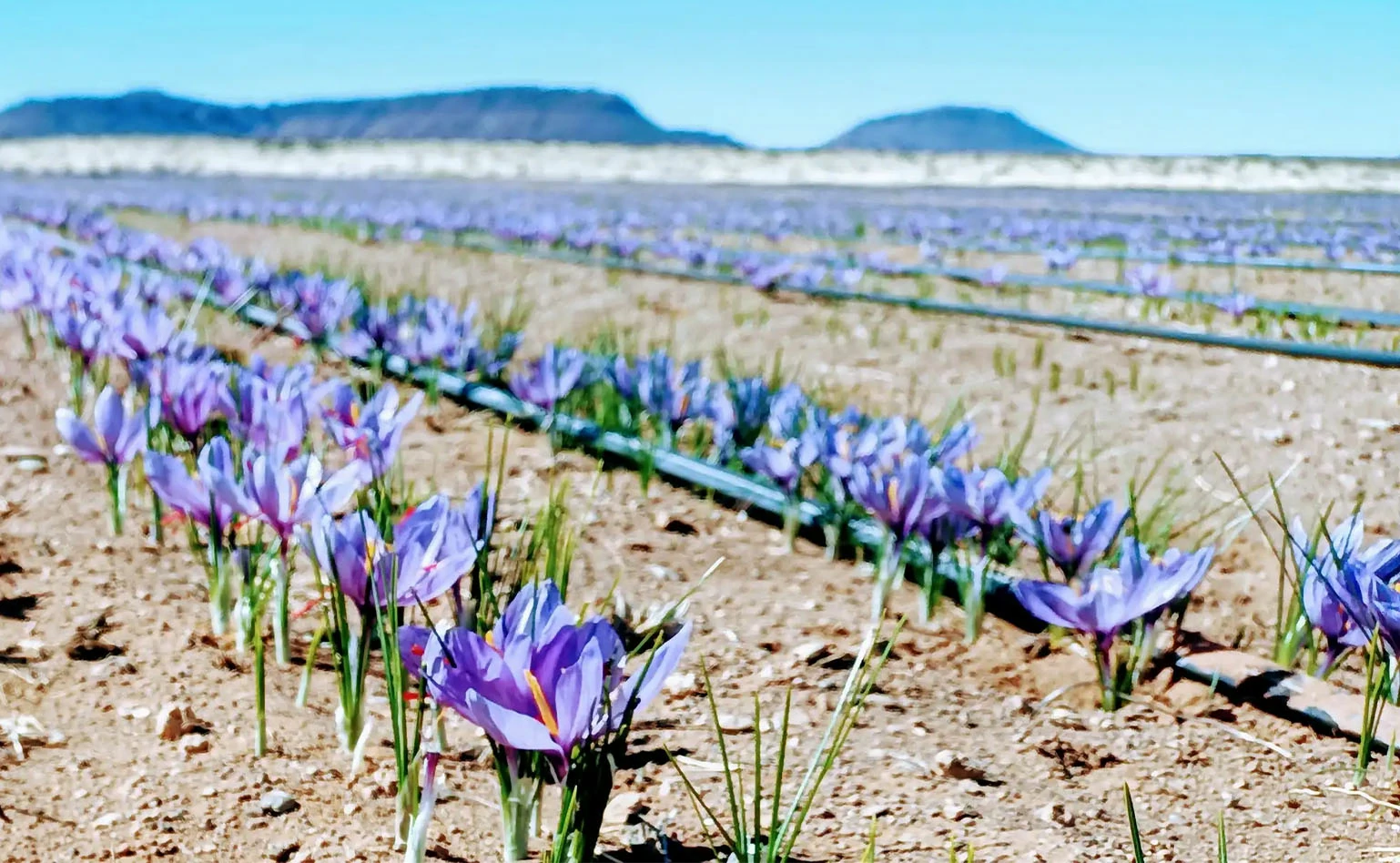 saffron yield and planting